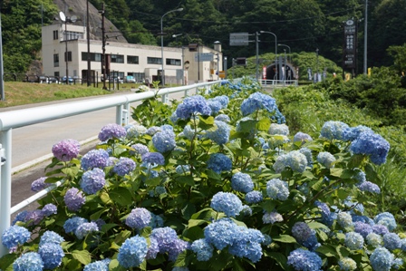 道路脇に、薄い紫色と水色の丸い形をしたあじさいがいっぱい咲いています