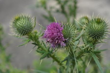 紫色をした花、茎にはトゲがあるアザミです