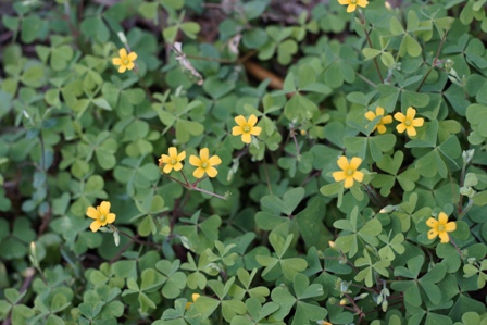 ハート型の葉に、小さな黄色の花のカタバミです