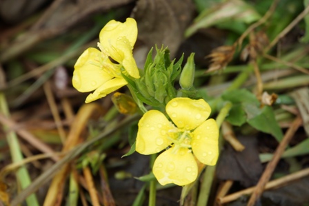 黄色の４枚の花びらのツキミソウです