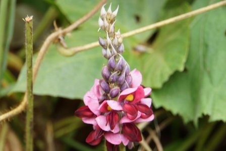 赤紫の花が、下から上に咲いていくクズの花です