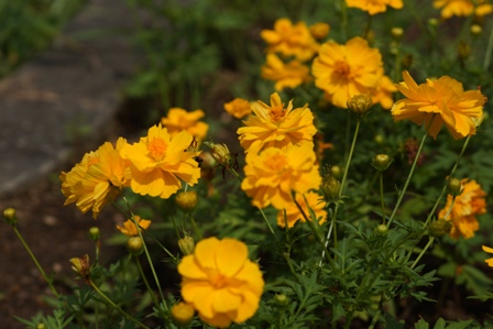 黄色の花びらが何重にも重なって咲いているキバナコスモスです