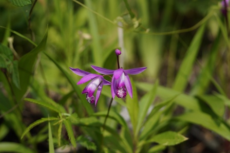 鮮やかな紫色の花、シランです