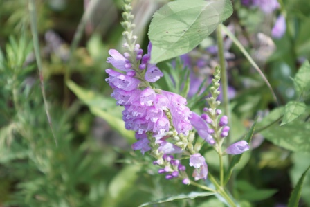 薄紫色の小さな花がいっぱ集まっているハナトラノオです