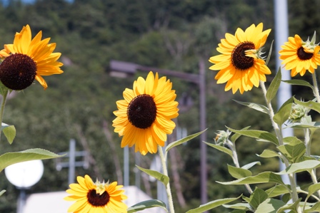 真ん中が茶色の種、その周りを黄色の花びらで囲んでいるひまわりです