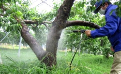 Cleaning of tree bark