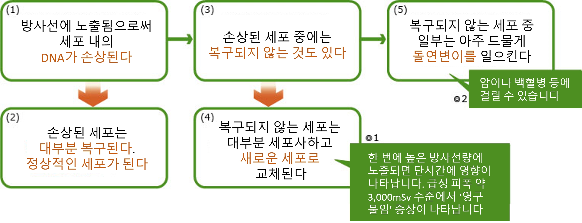 방사선이 건강에 영향을 미치는 구조.