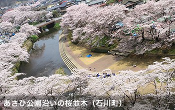 あさひ公園沿いの桜並木（石川町）