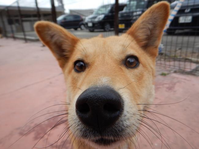 犬、猫の譲渡会