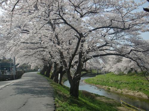 逢瀬川さくら