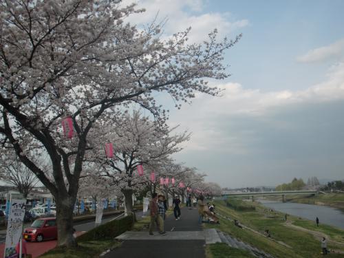 釈迦堂川さくら