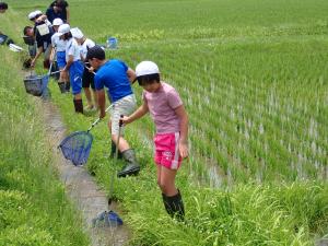 水路から生きものを採取している様子