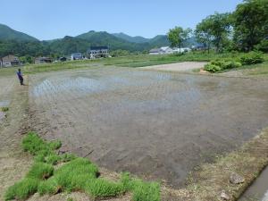 田植え直後の田んぼの様子