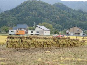 天日干し