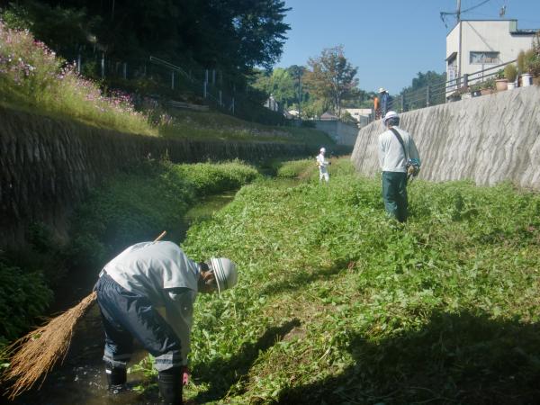 桜川河川清掃