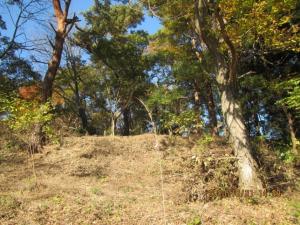 整備後の里山林