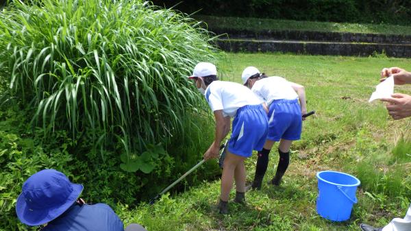 生き物採取