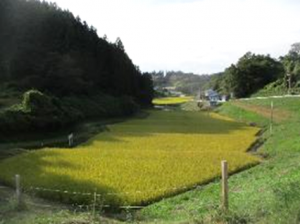 布沢棚田写真