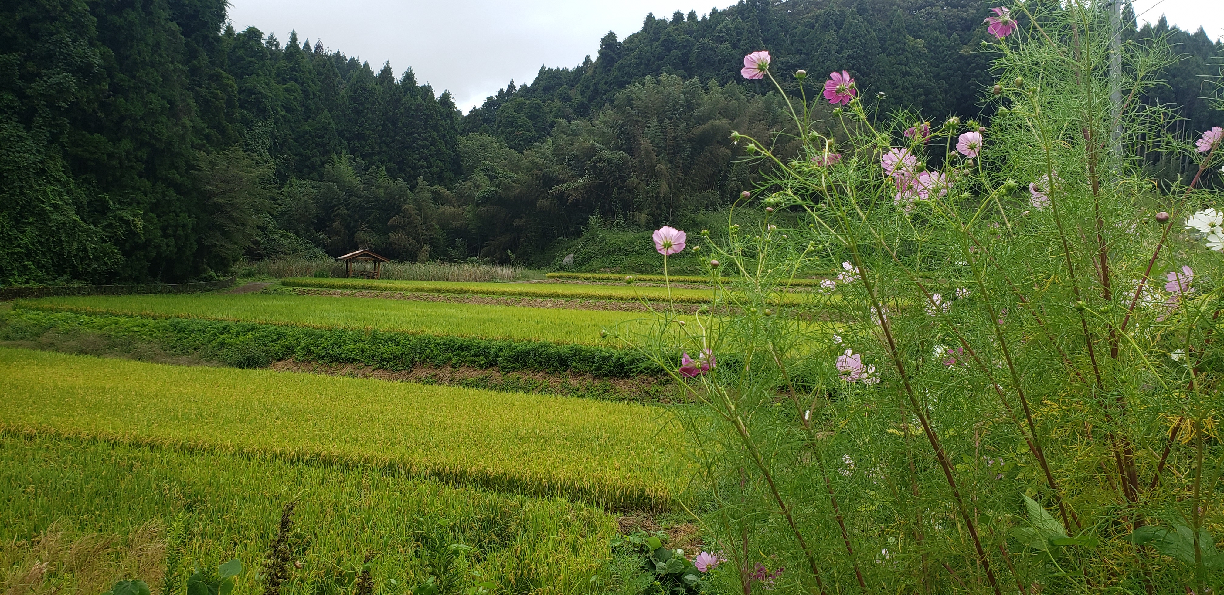 所部棚田の写真