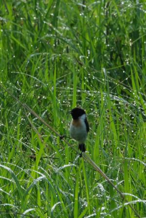 鳥類相調査　ノビタキ