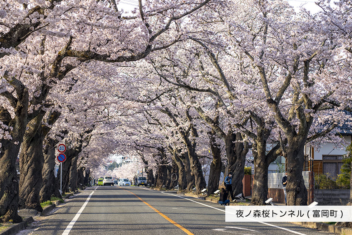 夜ノ森桜トンネル（富岡町）