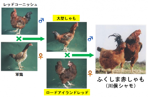 ふくしま赤しゃもの交配様式の写真です。大型しゃもの雄とロードアイランドレッドの雌を交配したものがふくしま赤しゃもです。