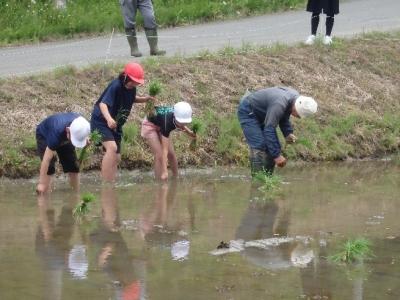 写真：先生を手本に田植えをする児童