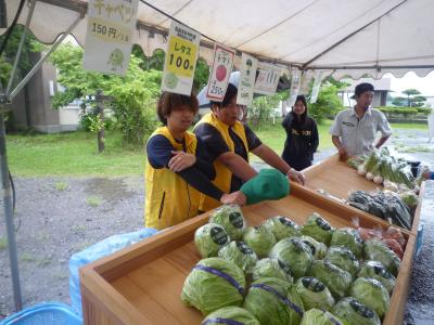 野菜経営学科（キャベツ・レタス）