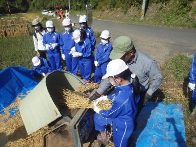 写真：足踏み脱穀機で脱穀する児童