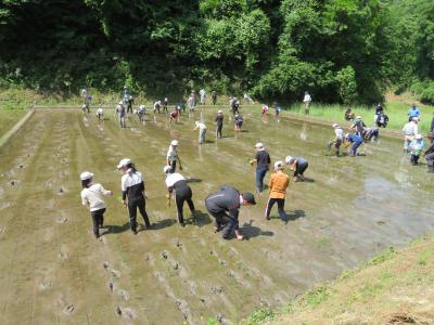 田植え中