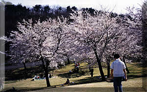 逢瀬公園