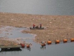 貯水池から船により流木を集めます。