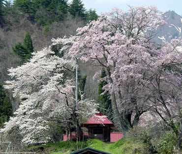 小塩の桜