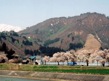 原地区の桜並木