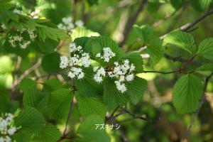 真っ白で小さくてキュートなアズキナシの花です