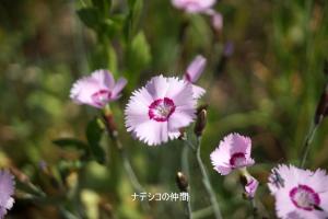 真ん中が濃いピンク色周りが薄いピンク色の花でナデシコの仲間です