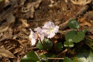 ほんのりピンク色の可愛いイワウチワの花です