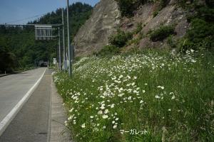 道路脇に続くマーガレットの写真