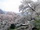 湯野上温泉駅の桜