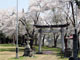 香取神社の桜