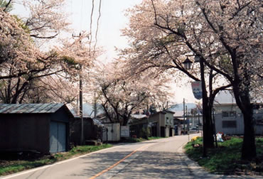 福井の桜