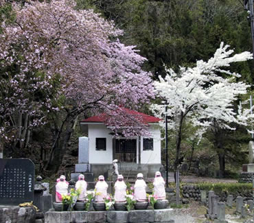 六地蔵の桜