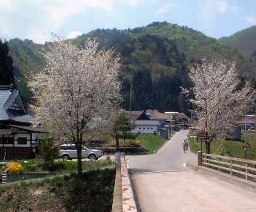 前沢の桜