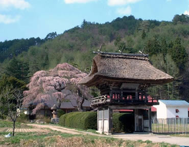 南泉寺のしだれ桜