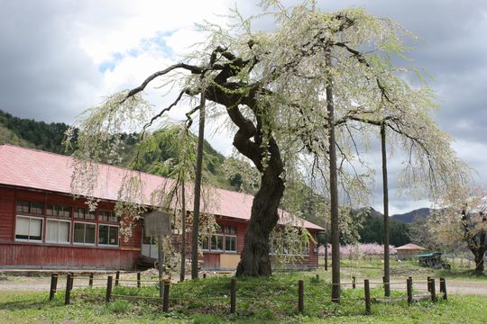 旧中荒井分校のしだれ桜