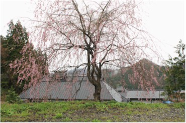 中ノ沢観音堂のしだれ桜