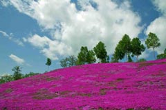 滝上芝桜公園