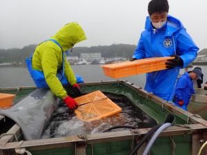 稚魚をエビカゴに収容