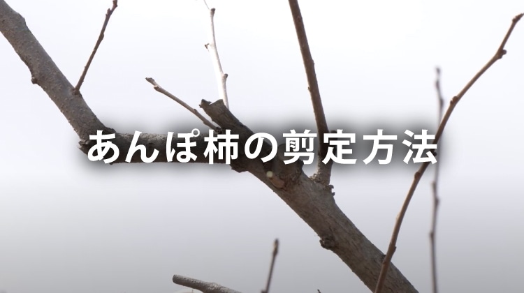 あんぽ柿の剪定方法