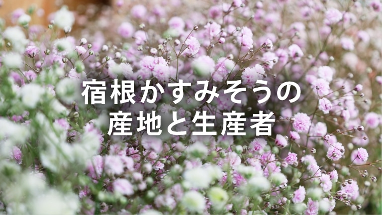 宿根かすみそうの産地と生産者